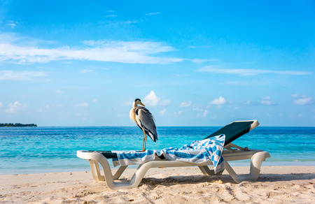Grey Chiron on a sun lounger on the beach. Maldives Indian Ocean.の写真素材