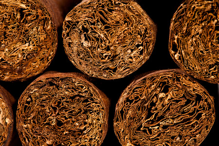 Close up of cigars in open humidor boxの写真素材