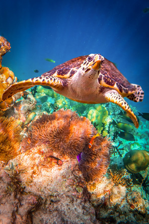Hawksbill Turtle - Eretmochelys imbricata floats under water. Maldives - Ocean coral reef. Warning -...
