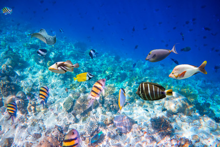 Reef with a variety of hard and soft corals and tropical fish.Maldives - Ocean coral reef. Warning - authentic shooting underwater in challenging conditions. A little bit grain and maybe blurred.の写真素材