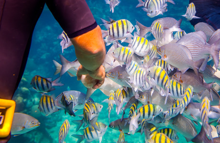 Man feeds the tropical fish under water.Ocean coral reef. Warning - authentic shooting underwater in challenging conditions. A little bit grain and maybe blurred.の写真素材