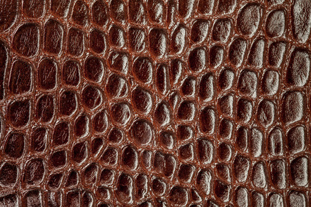 Background snake skin.の写真素材