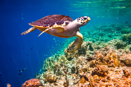 Hawksbill Turtle - Eretmochelys imbricata floats under water. Maldives Indian Ocean coral reef.の写真素材