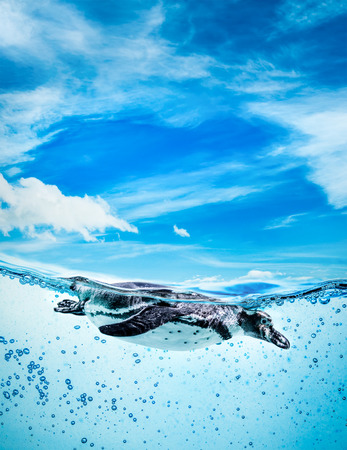 Humboldt Penguin (Spheniscus humboldti) also termed Peruvian Penguin, or Patranca, swimming in the clear water.の写真素材