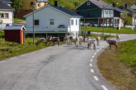 Reindeer in the North of Norway, Nordkappの写真素材
