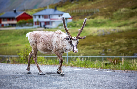 Reindeer in the North of Norway, Nordkappの写真素材