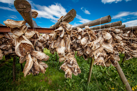 Lofoten islands fish heads drying on racksの写真素材