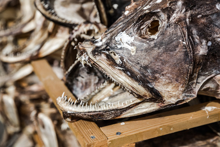 Fish shop Reine, Lofoten, Norway.の写真素材