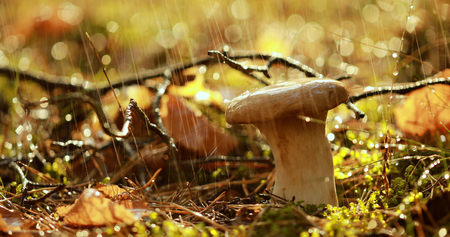 Mushroom Boletus In a Sunny forest in the rain. Boletus is a genus of mushroom-producing fungi, comprising over 100 species.の写真素材