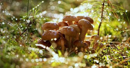 Armillaria Mushrooms of honey agaric In a Sunny forest.