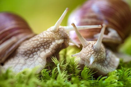 Helix pomatia also Roman snail, Burgundy snail, edible snail or escargot, is a species of large, edible, air-breathing land snail, a terrestrial pulmonate gastropod mollusk in the family Helicidae.の写真素材