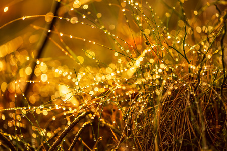 Abstract Blurred background of summer rain in Sunny forest close-up. Nature background.の写真素材