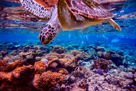 Sea turtle swims under water on the background of coral reefs. Maldives Indian Ocean coral reef.