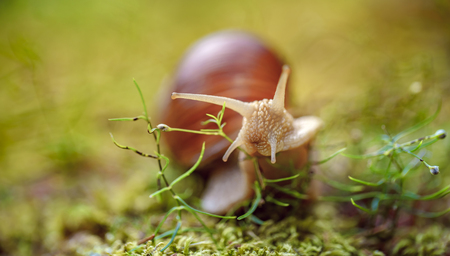 Helix pomatia also Roman snailの写真素材