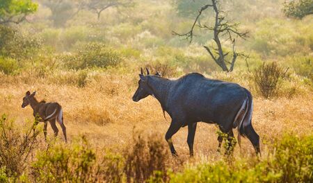 Nilgai or blue bull is the largest Asian antelope and is endemic to the Indian subcontinent. The sole member of the genus Boselaphus. Ranthambore National Park Sawai Madhopur Rajasthan Indiaの写真素材