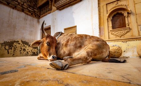 Cow on street in India. Constitution of India mandates the protection of cows. Rajasthan, India.の写真素材