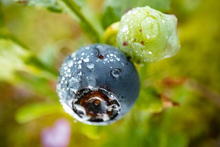 Blueberry antioxidants of  nature.の写真素材