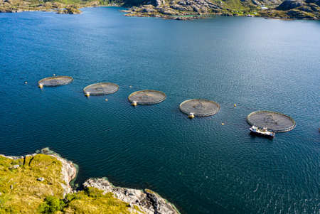 Farm salmon fishing in Norway. Norway is the biggest producer of farmed salmon in the world, with...