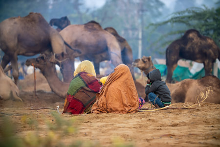 Camels at the Pushkar Fair, also called the Pushkar Camel Fair or locally as Kartik Mela is an...