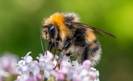 Bumblebee collects nectar from the flower. close-up macro.