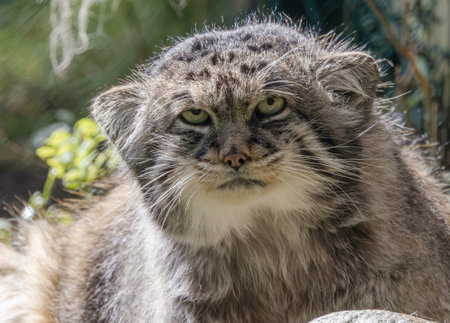 Pallas's cat (Otocolobus manul), also known as the manul, is a small wild cat with long and dense...