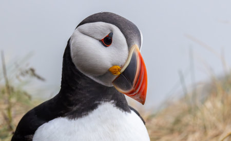 Atlantic puffin (Fratercula arctica), on the rock on the island of Runde (Norway). It is the only...