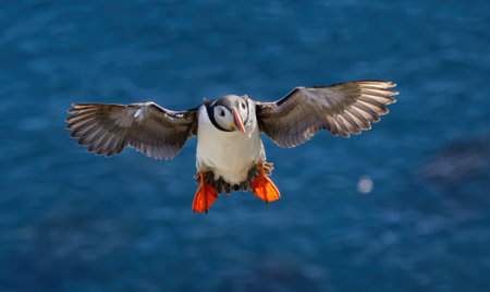 Atlantic puffin (Fratercula arctica), on the rock on the island of Runde (Norway). It is the only puffin native to the Atlantic Ocean.の写真素材
