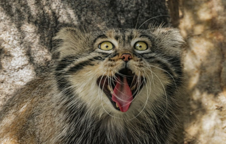 Pallas's cat (Otocolobus manul), also known as the manul, is a small wild cat with long and dense light grey fur, and rounded ears set low on the sides of the head.の写真素材