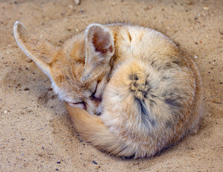 Fennec fox sleeps on the sand.の写真素材