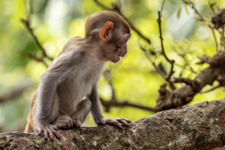 Macaques in nature. Macaques constitute a genus (Macaca) of gregarious monkeys. Macaques are found...