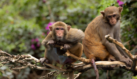Macaques in nature. Macaques constitute a genus (Macaca) of gregarious monkeys. Macaques are found...