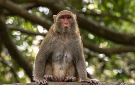 Macaques in nature. Macaques constitute a genus (Macaca) of gregarious monkeys. Macaques are found...