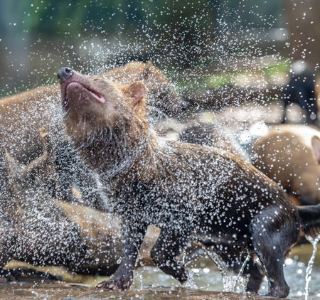 Bush dog (Speothos venaticus) in nature. Bush dogs are found from Panama in Central America, through...