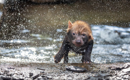 Bush dog (Speothos venaticus) in nature. Bush dogs are found from Panama in Central America, through much of South America.の写真素材