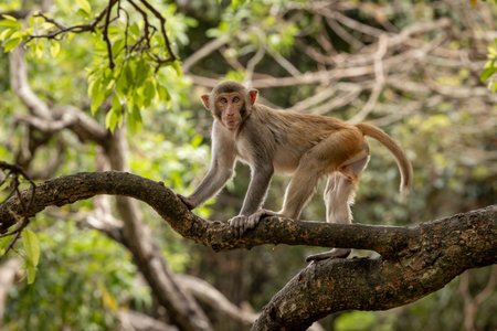Macaques in nature. Macaques constitute a genus (Macaca) of gregarious monkeys. Macaques are found...