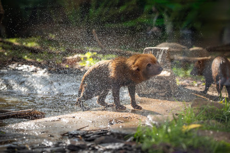 Bush dog (Speothos venaticus) in nature. Bush dogs are found from Panama in Central America, through much of South America.の写真素材