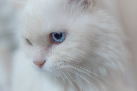 Portrait of a white cat with blue eyesの写真素材