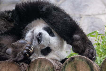 Giant panda is sleeping (Ailuropoda melanoleuca) also known as the panda bear or simply the panda, is a bear native to south central China.の写真素材