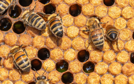 Honey Bees working on honeycomb close-up shot. Bees are best known to humans for their ecological...
