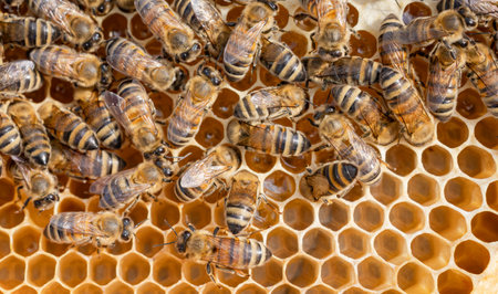 Honey Bees working on honeycomb close-up shot. Bees are best known to humans for their ecological...
