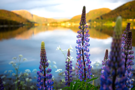 Beautiful Nature Norway natural landscape. Beautiful field of purple lupinus flowers with a lake in the background. The flowers are in full bloom and the lake is calm and sereneの写真素材