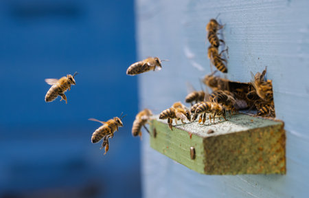 Honey bees fly near a beehive. Bees are best known to humans for their ecological roles as...
