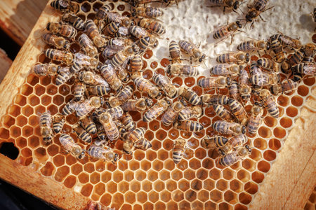 Honey Bees working on honeycomb close-up shot. Bees are best known to humans for their ecological...