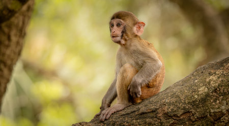 Macaques in nature. Macaques constitute a genus (Macaca) of gregarious monkeys. Macaques are found in a variety of habitats throughout the Asian continent and are highly adaptable.の写真素材