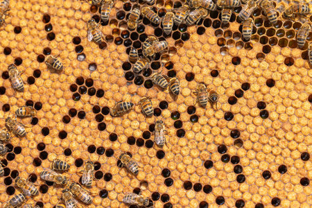 Honey Bees working on honeycomb close-up shot. Bees are best known to humans for their ecological...