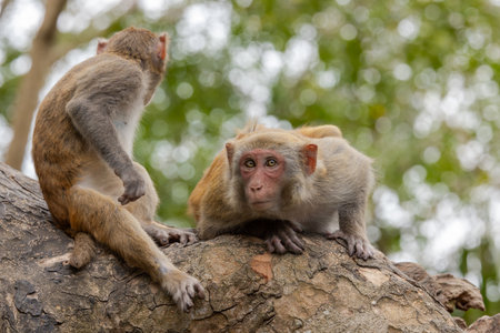 Macaques in nature. Macaques constitute a genus (Macaca) of gregarious monkeys. Macaques are found...