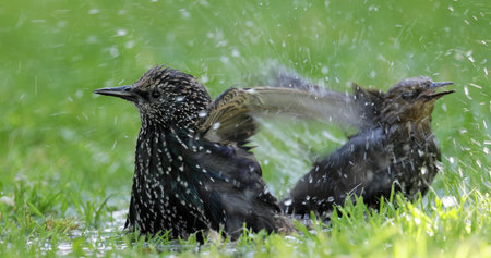 Starling escapes from the heat. Common starling (Sturnus vulgaris), also known as the European starling in North America.の写真素材