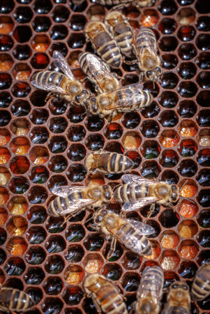 Honey Bees working on honeycomb close-up shot. Bees are best known to humans for their ecological...