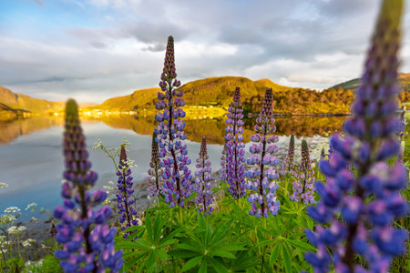 Beautiful Nature Norway natural landscape. Beautiful field of purple lupinus flowers with a lake in the background. The flowers are in full bloom and the lake is calm and sereneの写真素材