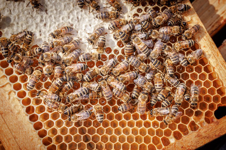 Honey Bees working on honeycomb close-up shot. Bees are best known to humans for their ecological...